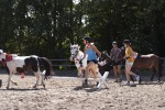 Pony Spring-Quadrille